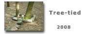 tree-tied